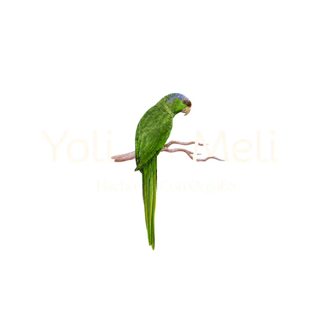 Yoli Meli 